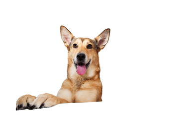 Red hair dog sitting, looking at the camera, isolated on white