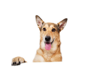 Red hair dog sitting, looking at the camera, isolated on white