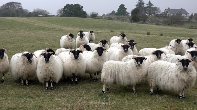 Funny Curious Sheep Looking And Walking Towards The Camera