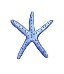 Hand drawn blue and orange sea ​​coral shells summer