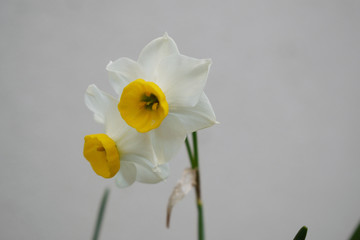 ラッパスイセン