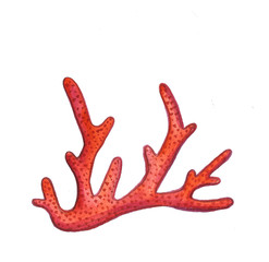 Hand drawn blue and orange sea ​​coral shells summer