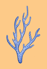 Hand drawn blue and orange sea ​​coral shells summer