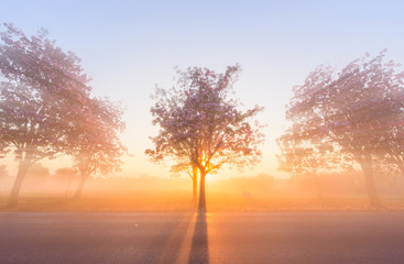 Fototapeta na wymiar Pink trumpet tree row with Mist in sunrise time / Pink trumpet with sunrise