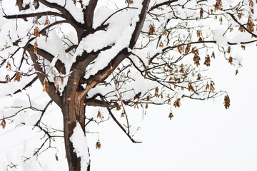 tree on a white background