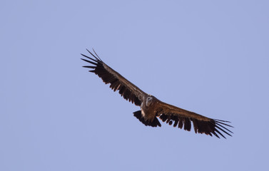 Fototapeta na wymiar Air vulture in Simien mountain