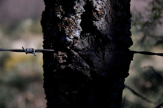 Forest - Las Alpujarras