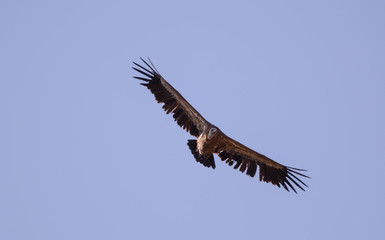 Air vulture in Simien mountain