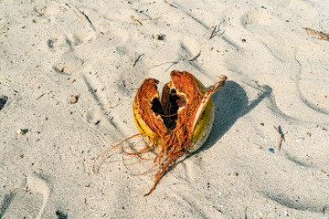 braune Kokosnuss aufgeplatz am Strand vor Palmen