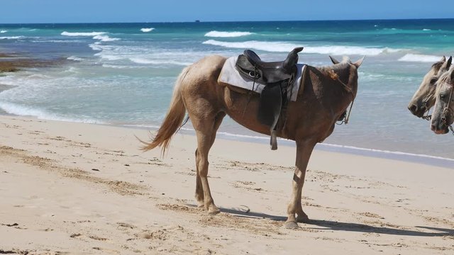 Horses on on macao beach, no people