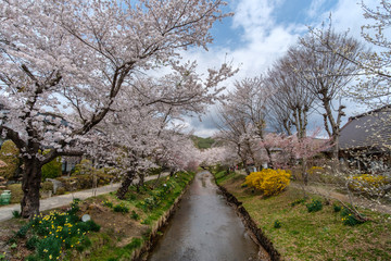 Fototapeta na wymiar Cherry blossom tree are blooming along the river