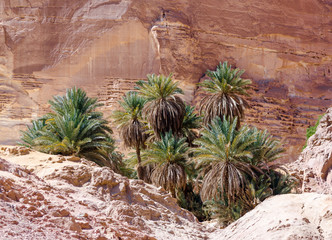 green palm trees in an oasis in the desert against the backdrop of rocks in Egypt Dahab South Sinai