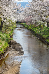 Cherry blossom tree are blooming along the river