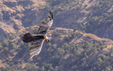 Portrait Quebrantahuesos in Simien mountain