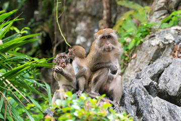 Fototapeta premium Adorable little monkey with a full mouth of food sitting on a rock with his family in Phang Nga, Thailand, Asia 