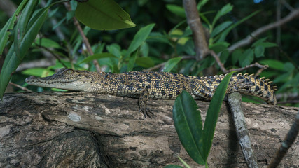 Krokodil am Daintree River in Queensland Australien
