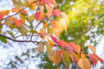 Sun rays shining through the canopy lighting up colorful autumn leaves at Maruyama Park in Kyoto, Japan.