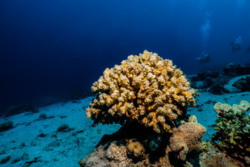 Coral reefs and water plants in the Red Sea, Eilat Israel