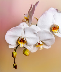 A beautiful pure orchid flower head