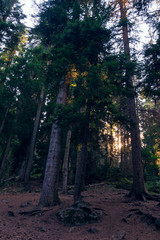 The sun's rays make their way through the foliage of tall fir trees in the forest.