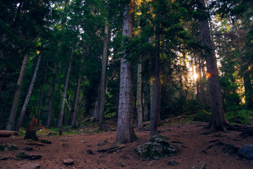 The sun's rays make their way through the foliage of tall fir trees in the forest.