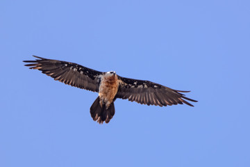 Quebrantahuesos portrait in Simien mountain