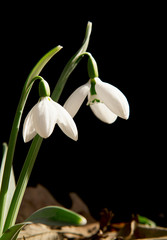 Spring flowers in the forest. Snowdrop flower.