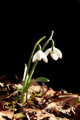 Spring flowers in the forest. Snowdrop flower.