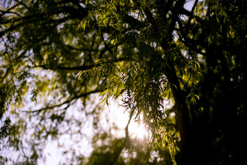 Green leaves and warm sunshine 
