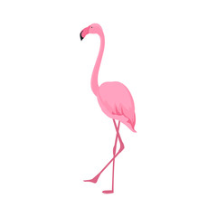 Pink flamingo stands on thin legs on a white background. Tropical design