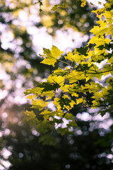 Green leaves and warm sunshine 