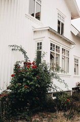 Fototapeta premium Sommer in Schweden