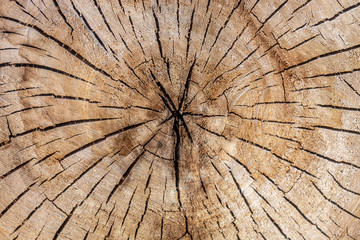 Texture of Old Poplar Cutting Board