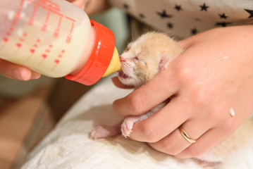 Feeding newborn kitten with warm mixture of milk of special plastic feeding bottle.