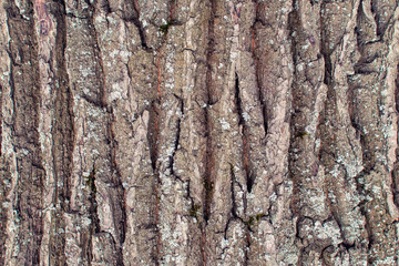 Naklejka premium The texture of the bark of an old tree close-up. An abstract background for layouts.
