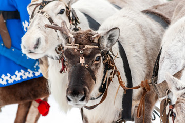 Traditional holiday of the peoples of Siberia. Team of reindeers.