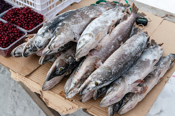 A pile of frozen fish. Sale of frozen pike at the fair in Siberia.