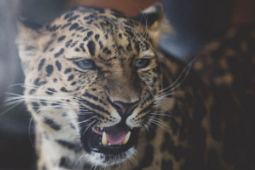leopard