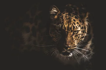 Fotobehang luipaard © Александр Денисюк