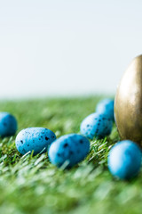 selective focus of blue quail eggs, and golden chicken egg on green grass surface