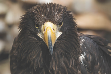 Eagle