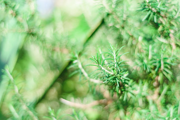 natural green bush background with selective focus