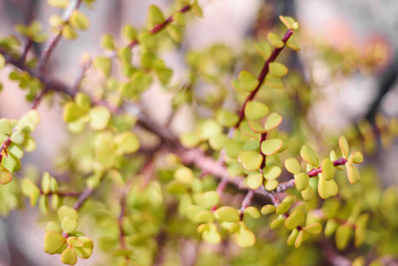 natural green bush background with selective focus