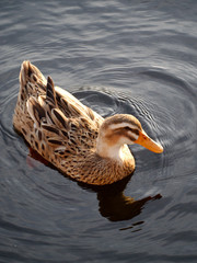 A duck swims in San Roque Lake, Villa Carlos Paz, Cordoba, Argentina.