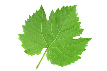 Grape fresh leaf closeup
