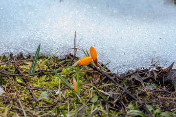 The crocus with yellow flowers (Crocus ancyrensis) grows in its natural habitat.