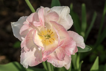 Beautiful pink and white tulip Angelique in sunlight