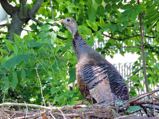 Wild bird