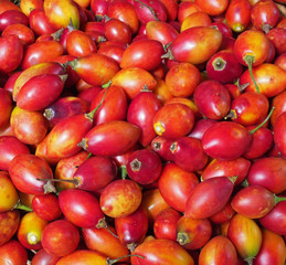 full frame image of the fruit of the ethiopian eggplant Solanum aethiopicumalso know as nakati for sale on a market stall