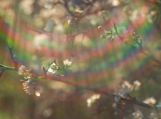 Flowering thorn Bush (blackthorn, Prunus spinosa) in the warm spring sun in Greece